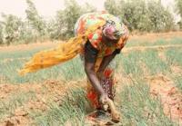 ibisco 4 un fiore per l'africa AGHD srl